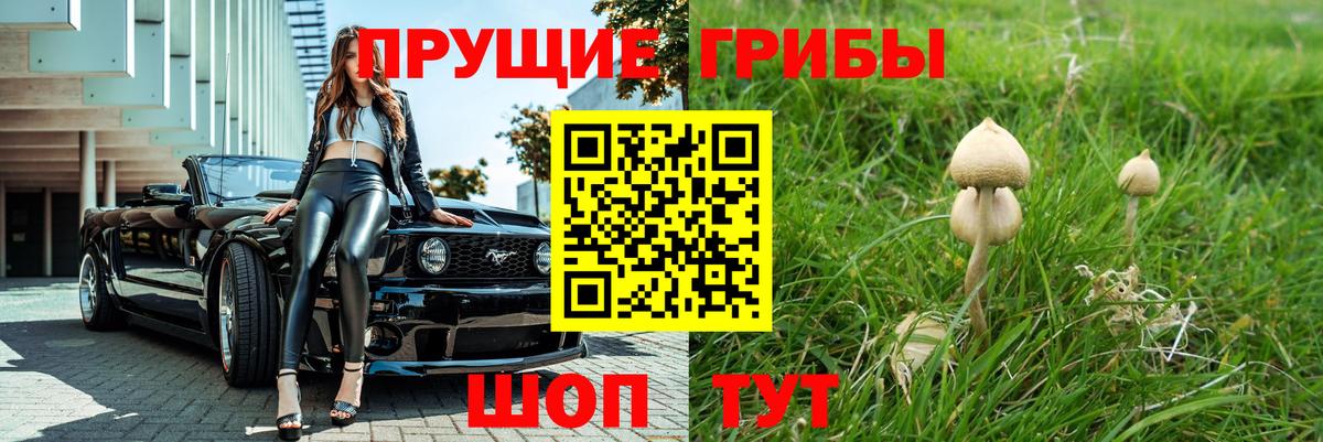 Новодвинск  Псилоцибиновые грибы Psilocybe  Вход с VPN 